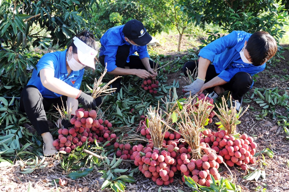 Lục Ngạn được cấp thêm 10 mã số vùng trồng vải thiều xuất khẩu sang Úc và Nhật Bản