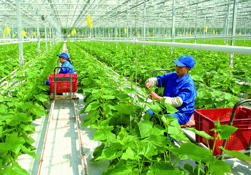 Một số thông tin về cung ứng lao động sang Đài Loan làm việc trong lĩnh vực nông nghiệp