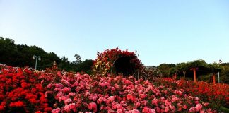 Sapa đón nhận kỷ lục Thung lũng hoa hồng lớn nhất Việt Nam
