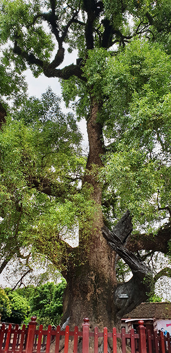 Ngắm cây Dã Hương gần ngàn năm tuổi, lớn nhất thế giới ở Bắc Giang