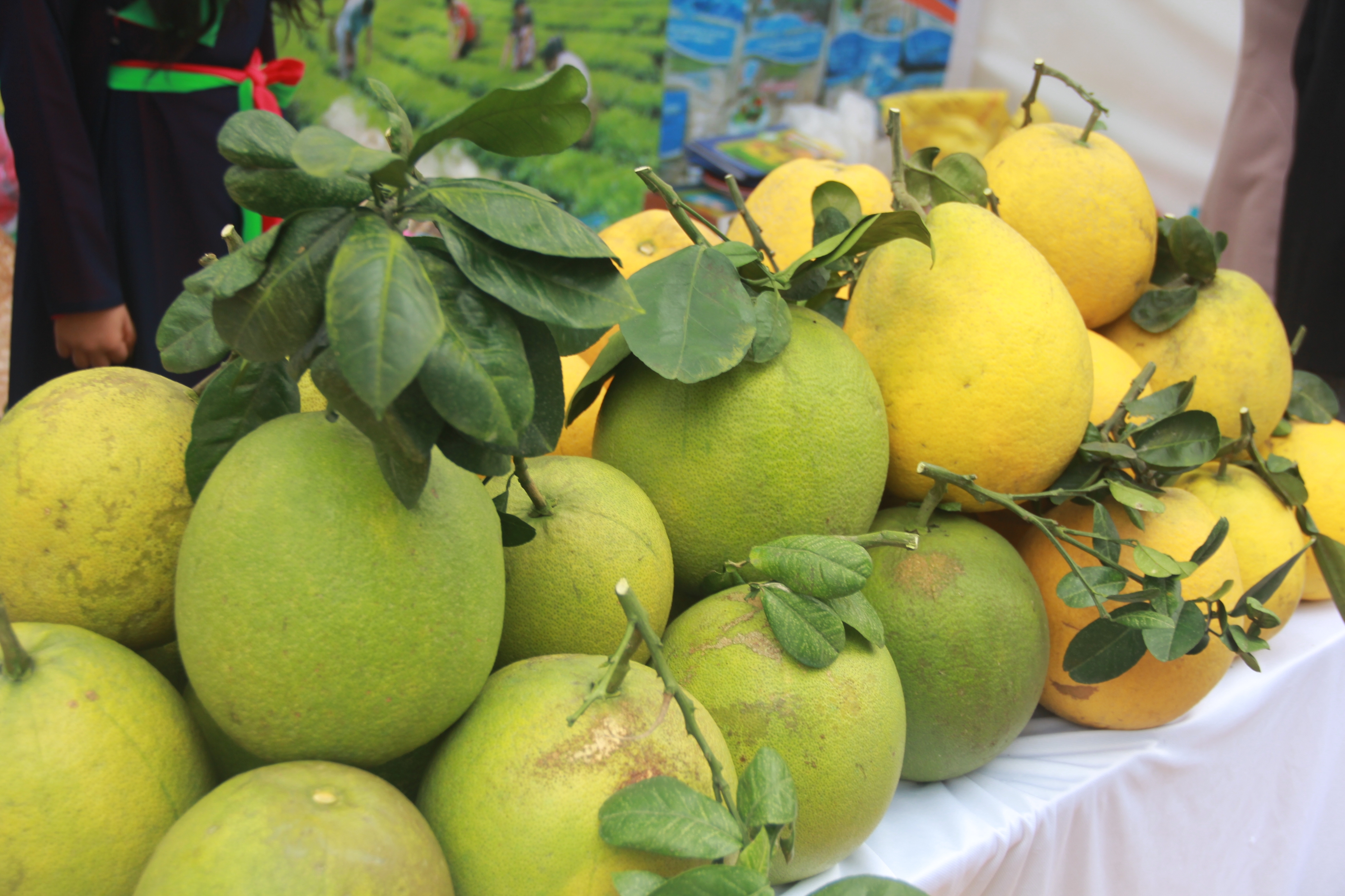 Công ty Orana tìm nhà cung cấp trái cây hữu cơ